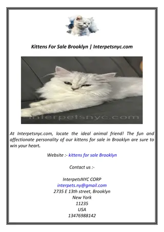 Kittens For Sale Brooklyn | Interpetsnyc.com