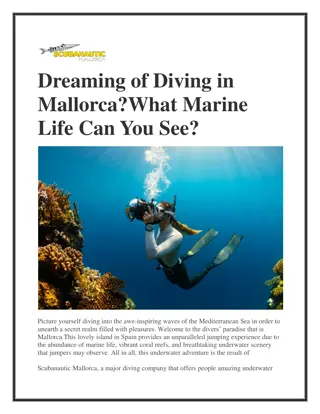 Dreaming of Diving in Mallorca What Marine Life Can You See