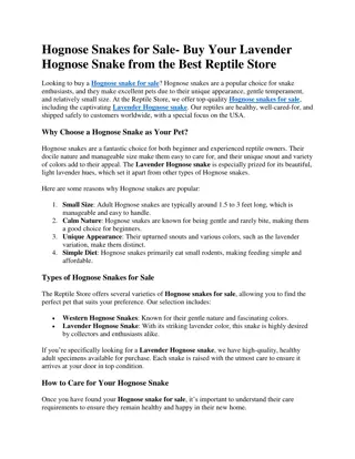 Hognose Snakes for Sale- Buy Your Lavender Hognose Snake from the Best Reptile Store