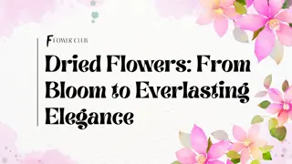 Dried Flowers From Bloom to Everlasting Elegance