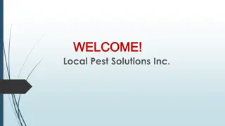 Best Pest Control in Taradale