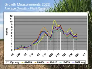 Growth Measurements and Averages 2022 for Cane Plants