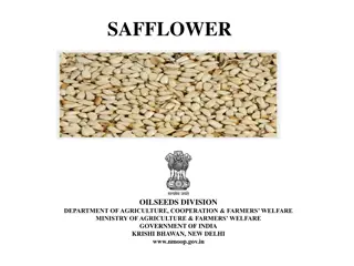 Safflower: Overview of Cultivation, Climate, and Global Scenario