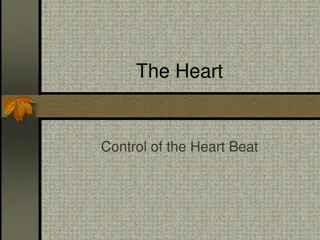 The Control of Heart Beat