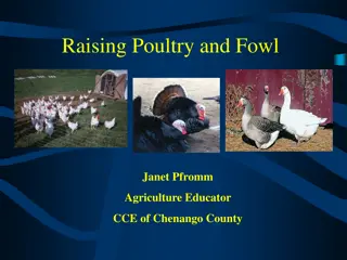 Comprehensive Guide to Raising Poultry and Fowl for Beginners