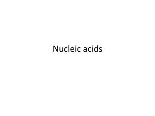 Nucleic Acids: Key Properties and Functions