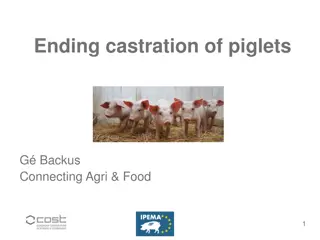 Transitioning Away from Surgical Castration of Piglets in European Agriculture