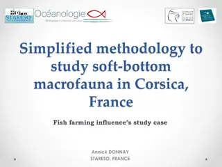 Study of Soft-Bottom Macrofauna in Corsica, France