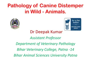 Canine Distemper in Wild Animals - Pathology and Disease Overview