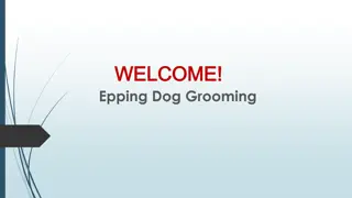 Best Small Dog Grooming Services in Somerton