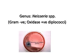 Overview of Neisseria Species: Characteristics, Pathogenicity, and Laboratory Diagnosis