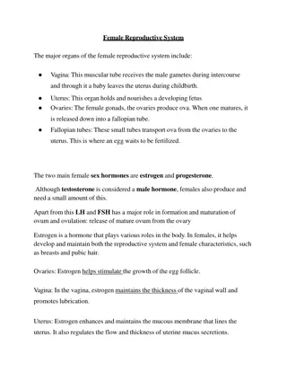 Overview of the Female Reproductive System and Menstrual Cycle