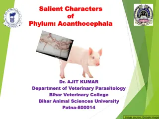 Salient Characters and General Features of Phylum Acanthocephala