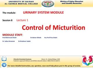 Understanding the Urinary System: Bladder Anatomy and Function