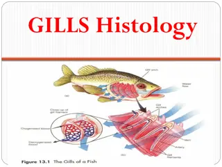 Teleost Gill Histology and Function