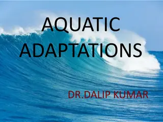 Aquatic Adaptations in Marine Life