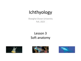 Understanding the Soft Anatomy of Fish Nervous System in Ichthyology