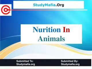 Nutrition in Animals: Types and Process