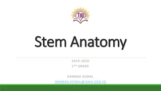 The Anatomy and Functions of Plant Stems