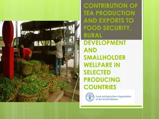 Tea Production and Exports Contributions to Food Security and Rural Development