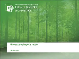 Phloeoxylophagous Insects and Their Impact on Forests