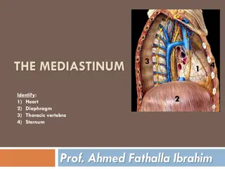 Understanding the Mediastinum: Boundaries, Divisions, and Contents