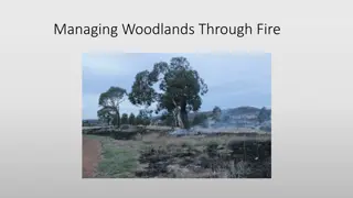 Reviving Indigenous Fire Management Practices for Sustainable Landscapes