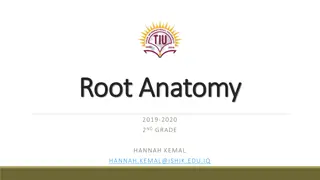 Plant Roots: Anatomy, Functions, and Types