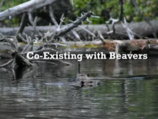 Co-Existing with Beavers: Challenges and Solutions