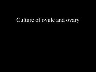 In Vitro Culture of Ovule and Ovary for Haploid Plant Production