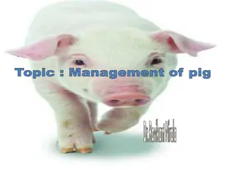 Efficient Management of Pigs by Dr. Ravikant Nirala