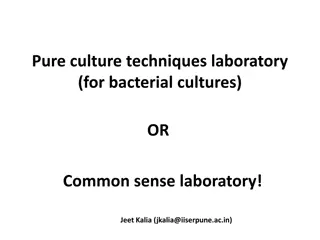 Mastering Bacterial Culture Techniques in the Laboratory