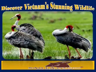 Discover Vietnam’s Stunning Wildlife