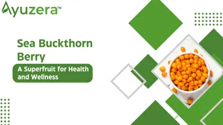 Sea Buckthorn Berry: A Superfruit for Health and Wellness