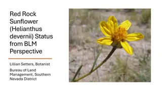 Conservation Efforts for Red Rock Sunflower: BLM's Perspective