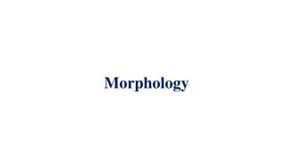 Morphology in Linguistics