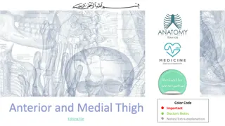 Muscles of the Anterior and Medial Thigh Anatomy Overview