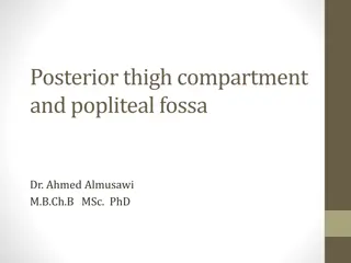 Posterior Thigh Compartment and Popliteal Fossa Overview