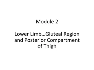 Comprehensive Study of Lower Limb Anatomy and Function