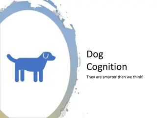 Unveiling the Intelligence of Dogs: A Closer Look at Dog Cognition