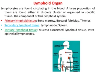 Overview of Lymphoid Organs and Their Functions