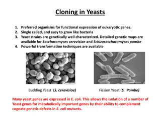 Understanding Cloning in Yeasts: Vectors and Selectable Markers