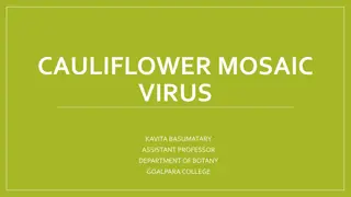 Cauliflower Mosaic Virus: Structure, Reproduction, and Genome