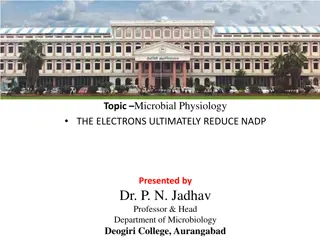 Microbial Physiology: The Electron-NADP Reduction Pathway