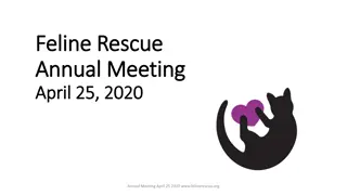 Feline Rescue Annual Meeting 2020 Highlights and Financial Overview