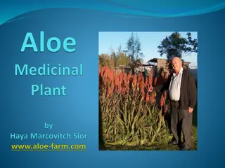 The Medicinal Benefits of Aloe: A Comprehensive Overview