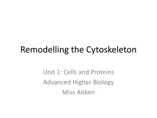 Role of Microtubules in Cell Remodeling