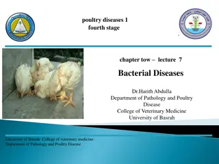 Avian Salmonellosis in Poultry: Causes, Symptoms, and Prevention