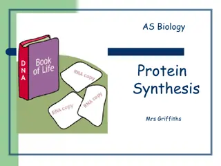 Protein Synthesis Process Explained with Mrs. Griffiths