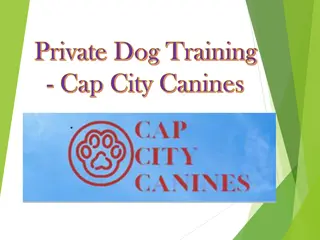 Private Dog Training - Cap City Canines